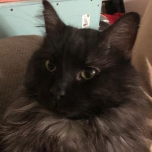 Meet your Posher, Timothy